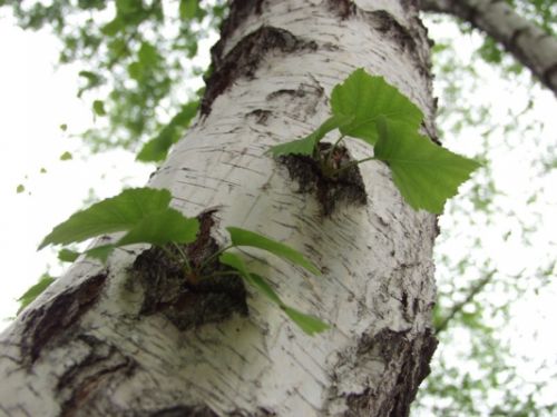Як посадити березу з гілки. Особливості використання лісових беріз в ландшафтному дизайні ділянки