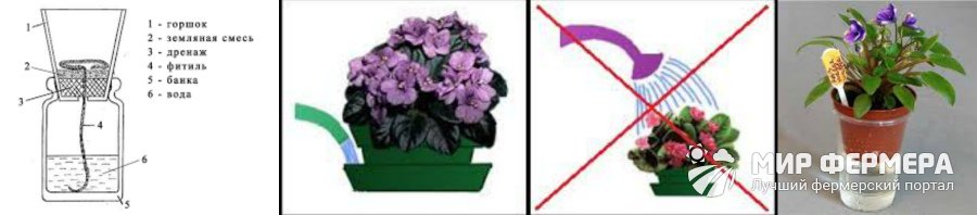 Фіалки-як доглядати щоб цвіли? правильний догляд за фіалками. Поради по догляду за кімнатними фіалками квіти кімнатні фіалки розведення догляд