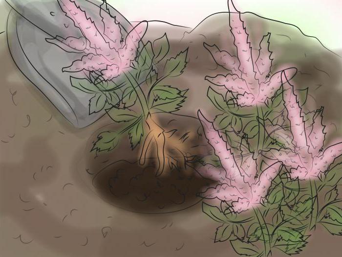 Коли цвіте астильба після посадки. Посадка астильби у відкритий грунт: правила догляду та вирощування
