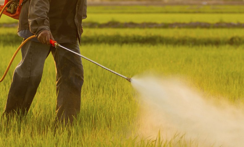 Пестициди наслідки. пестициди-токсичний удар по біосфері і людині
