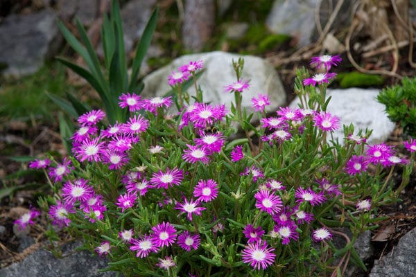 Альпійська гірка з багаторічних квітів. Рослини, які підходять для альпійської гірки (фото і назви)