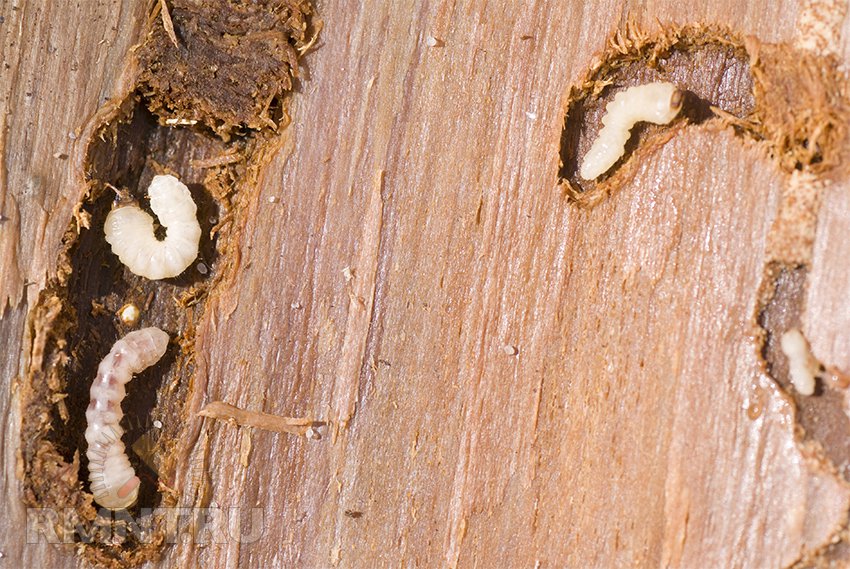 Як позбутися від термітів в деревяному будинку. Що робити, якщо терміти зявилися у вашому домі? харчування та ареал проживання