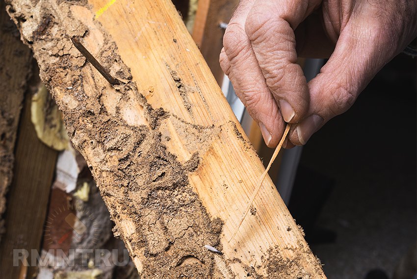 Як позбутися від термітів в деревяному будинку. Що робити, якщо терміти зявилися у вашому домі? харчування та ареал проживання
