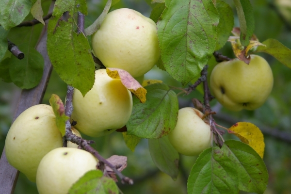 Пристосування для зняття груш з дерева. Пристосування для збору яблук: робимо плодосемнік своїми руками