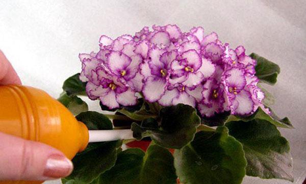 Фіалки-як доглядати щоб цвіли? правильний догляд за фіалками. Поради по догляду за кімнатними фіалками квіти кімнатні фіалки розведення догляд