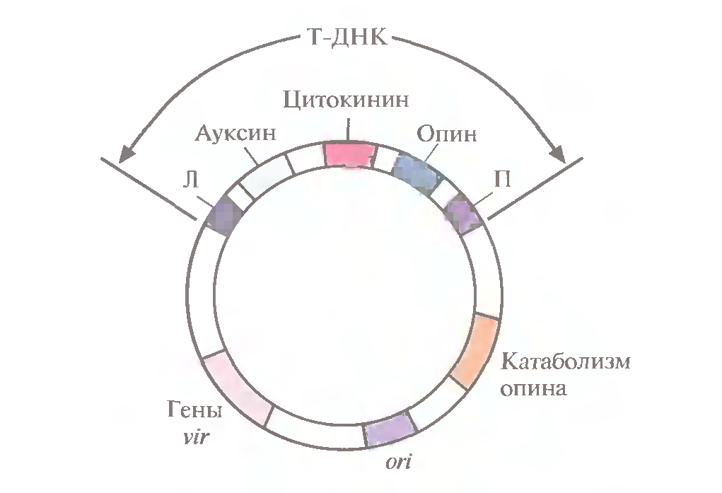 Основні сільгосп рослини отримані методами генної інженерії. Генна інженерія