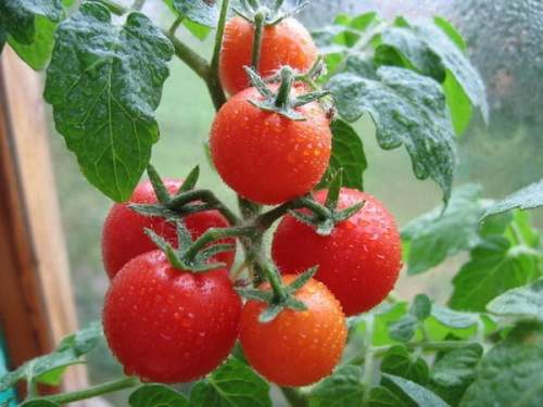 Коли і скільки поливати помідори. Поливання помідор - як краще і коли правильно? полив в різних умовах