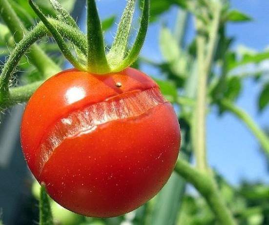 Коли і скільки поливати помідори. Поливання помідор - як краще і коли правильно? полив в різних умовах