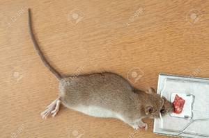 До чого сняться дохлі миші по різним сонникам. Наснилися мертві миші: як правильно тлумачити по сонникам