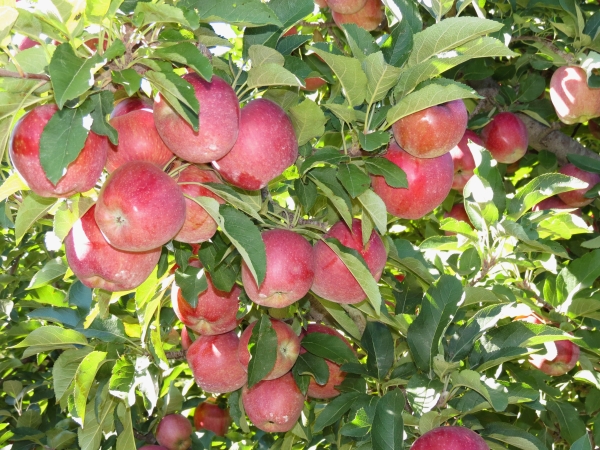 Пристосування для зняття груш з дерева. Пристосування для збору яблук: робимо плодосемнік своїми руками