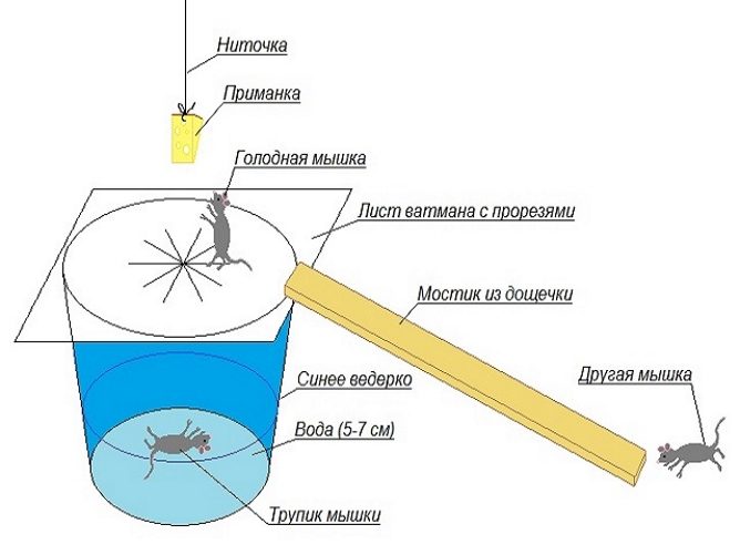 Як зробити саморобну мишоловку-ловимо гризунів простими способами. Як зробити пастку в домашніх умовах як зробити пастку в квартирі