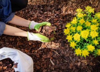How Mulching Prevents Weeds: Natural Strategies That Actually Work
