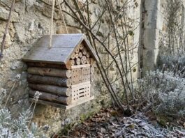 Construa um hotel Douglas Fir Bee: correções DIY de janeiro para um jardim de primavera vibrante